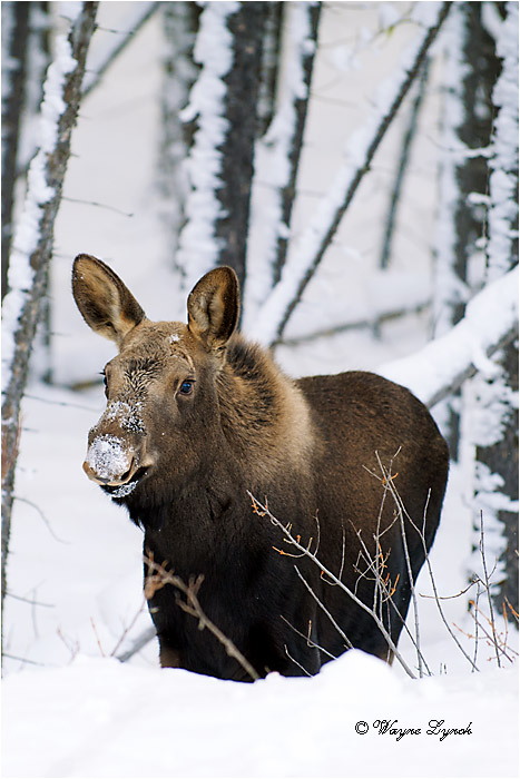 7 month old Moose Calf 116 by Dr. Wayne Lynch &copy;
